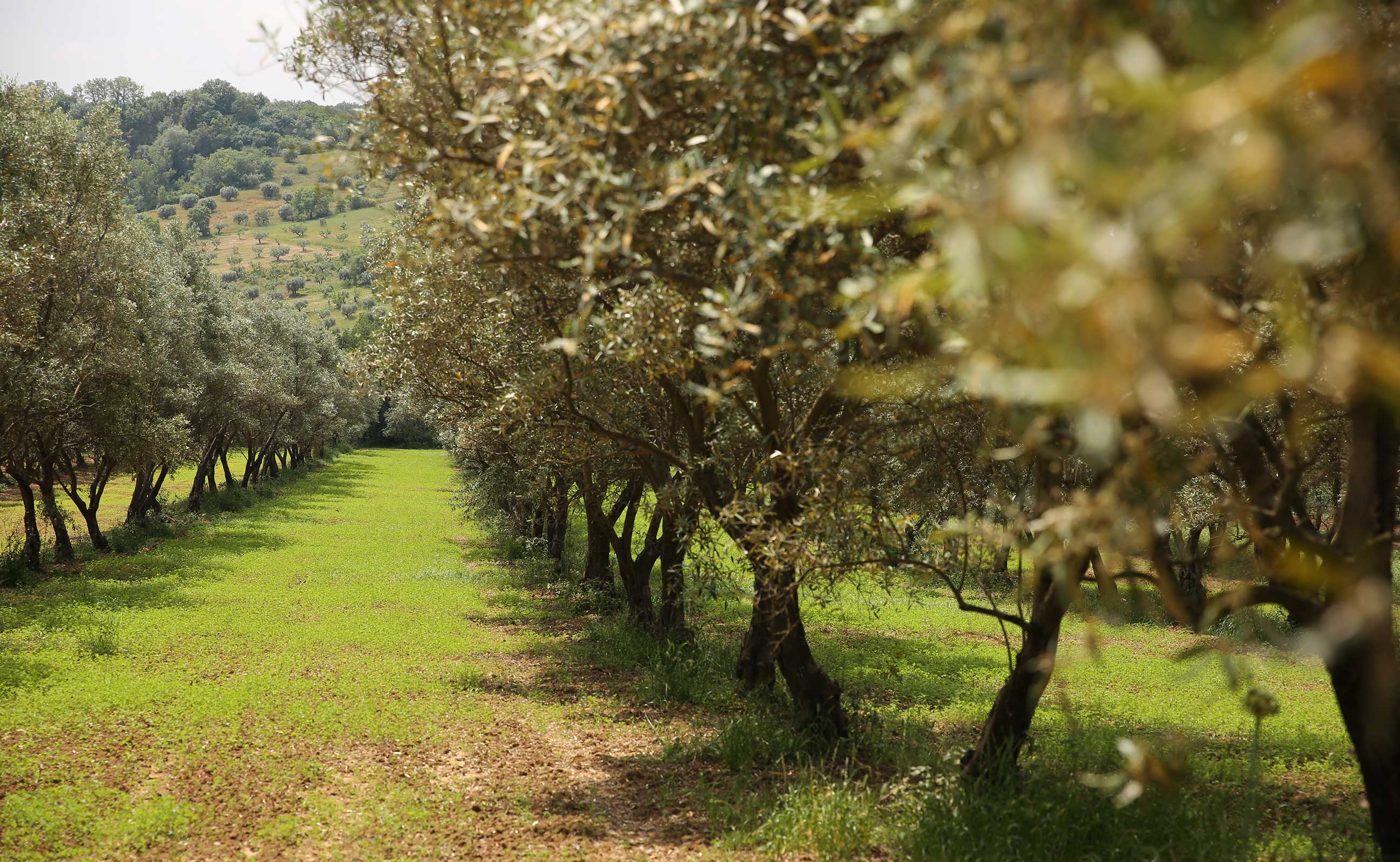 William Troost Ekong Farm 4