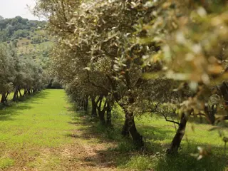 William Troost Ekong Farm 4